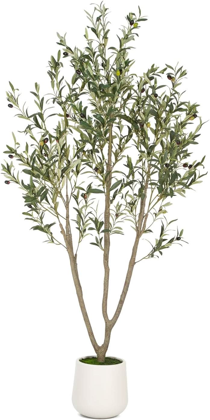 Mediterranean Olive Tree-4ft