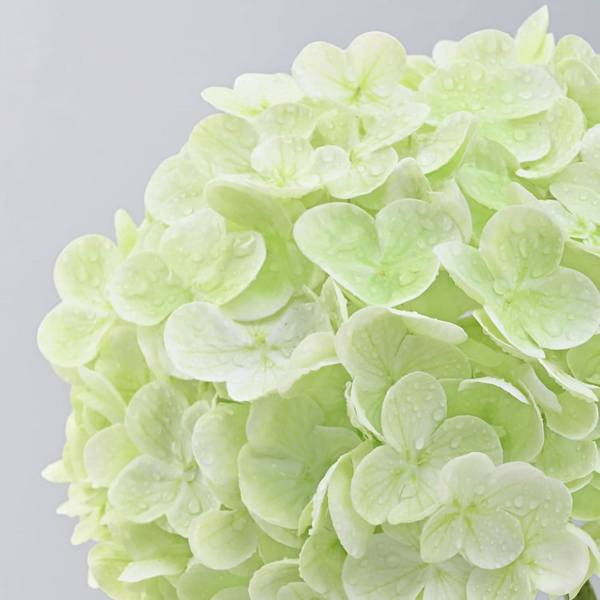 White Light Green Duo Hydrangea 4pcs 21"