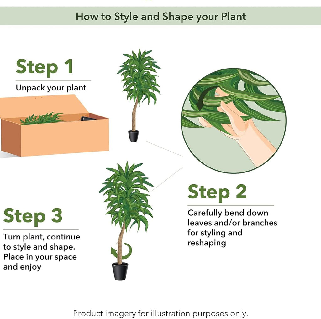 Golden Canopy Dracaena