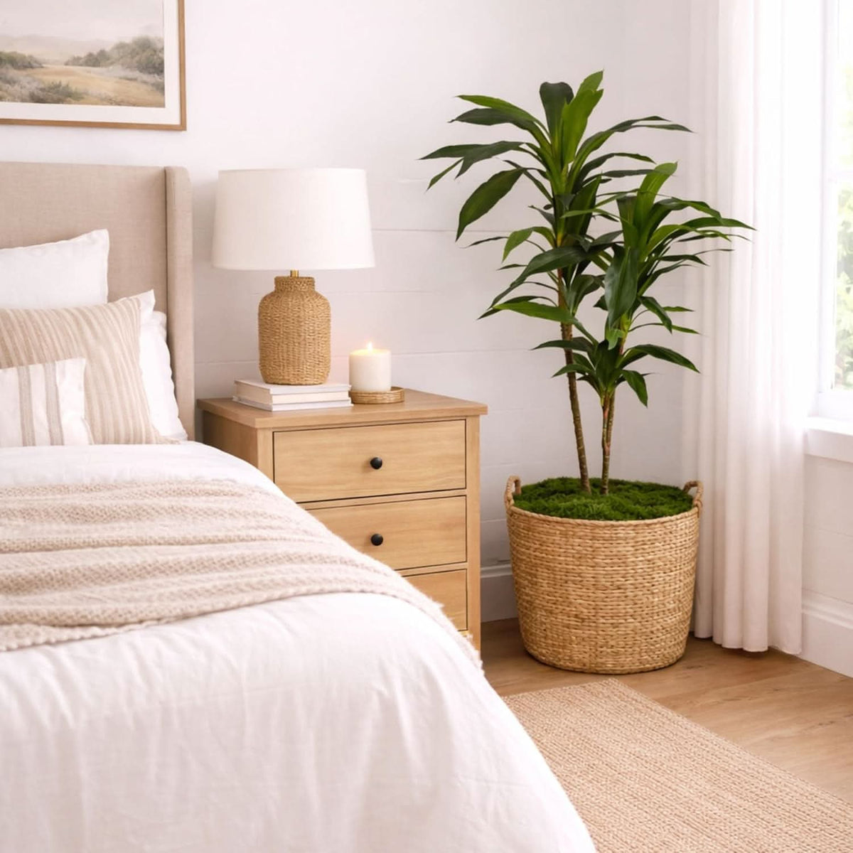 Golden Canopy Dracaena