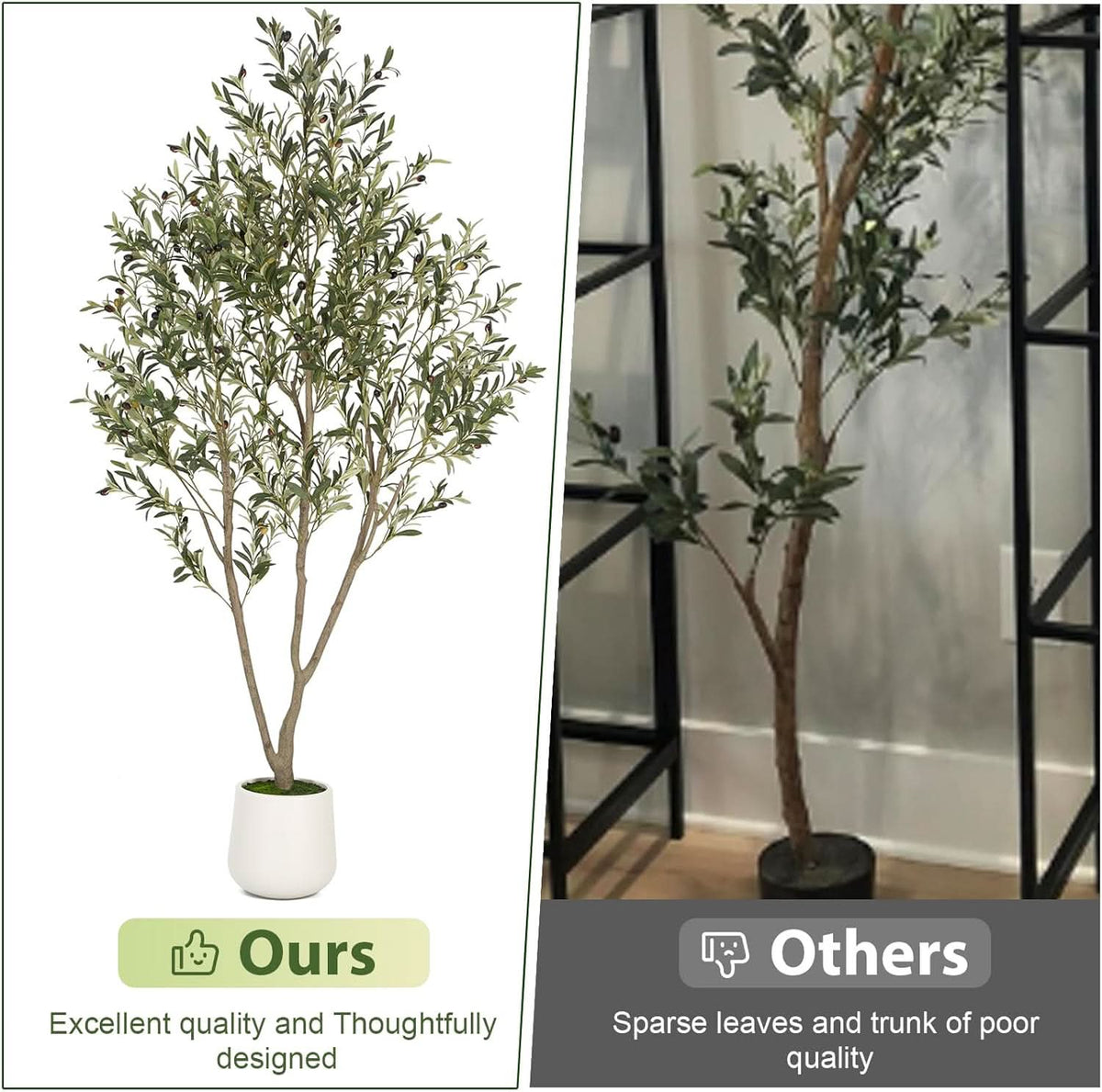 Mediterranean Olive Tree-4ft