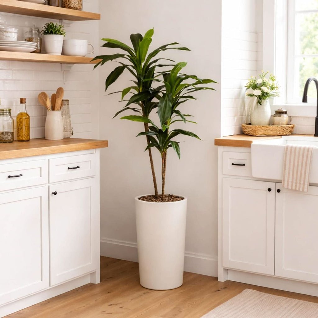 Golden Canopy Dracaena