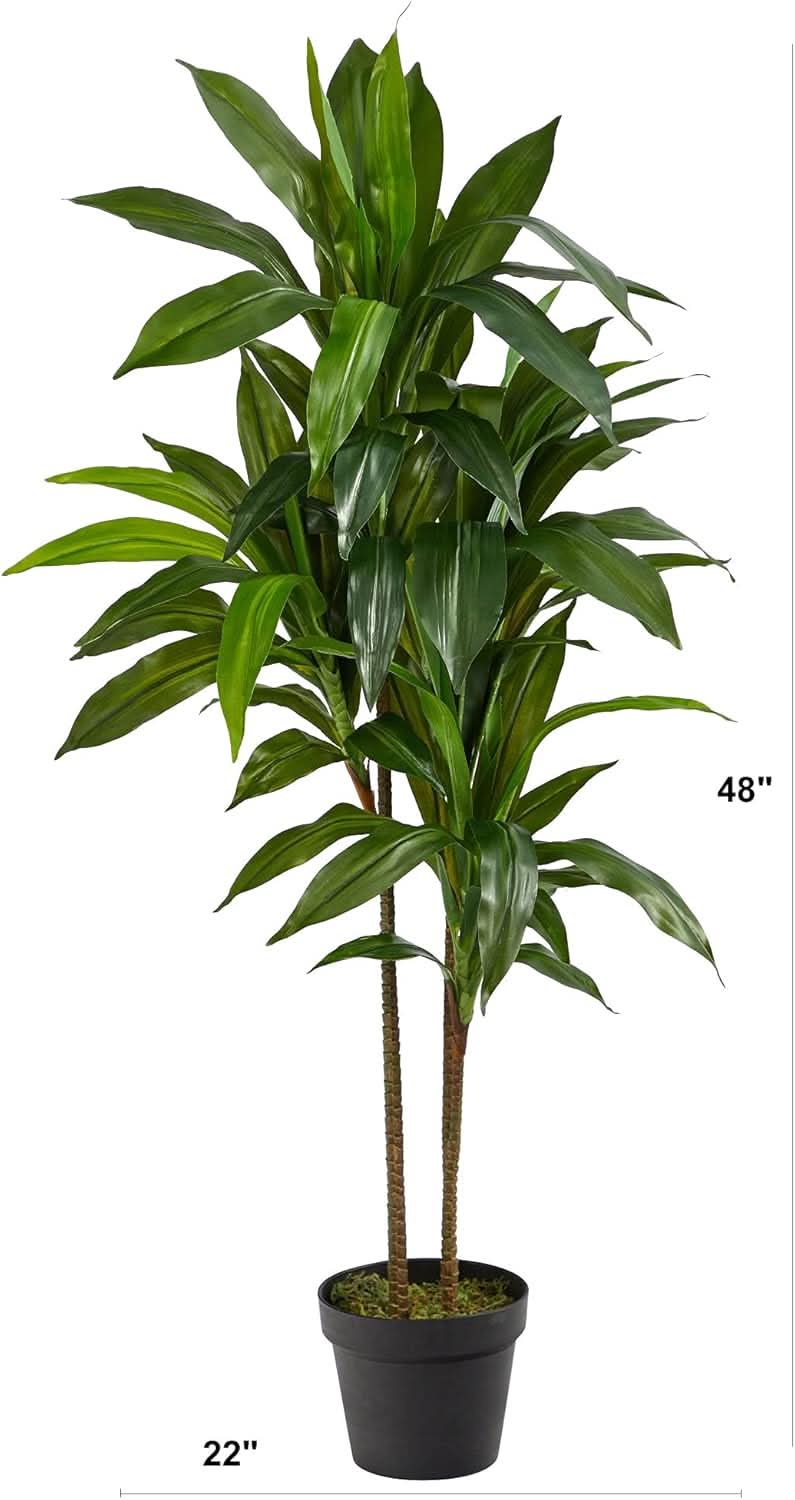 Golden Canopy Dracaena