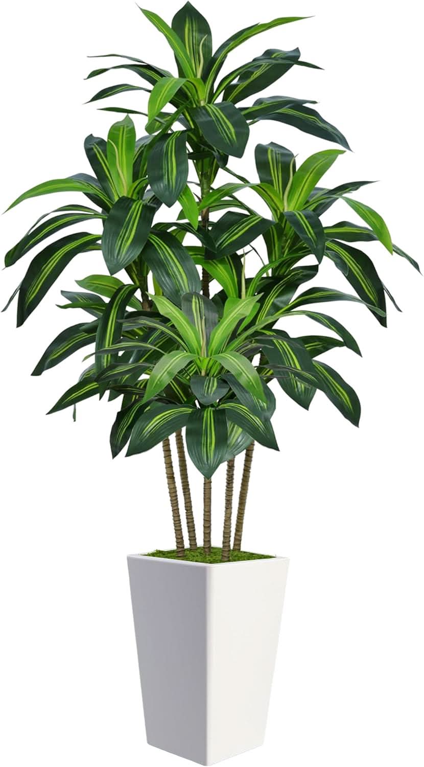 Ivory Haven Dracaena Tree