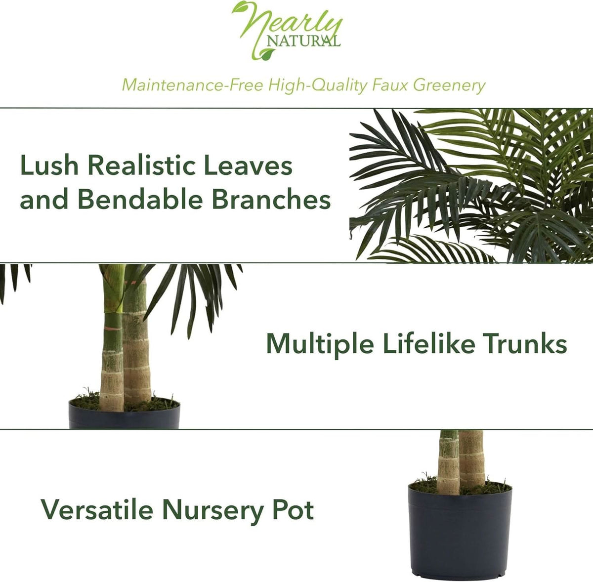 Palm Haven Cane Palm