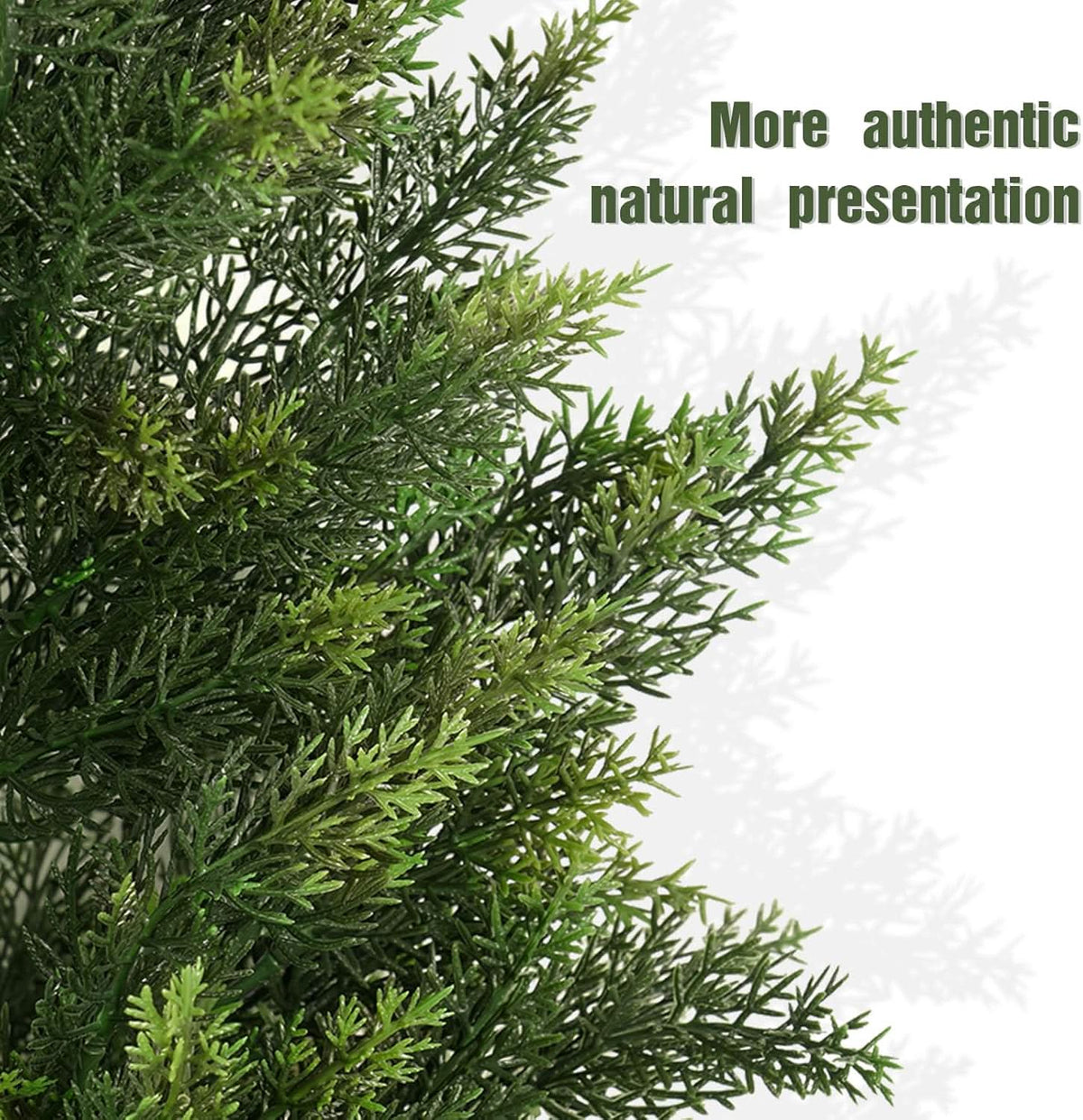 Heritage Grove Cedar Tree