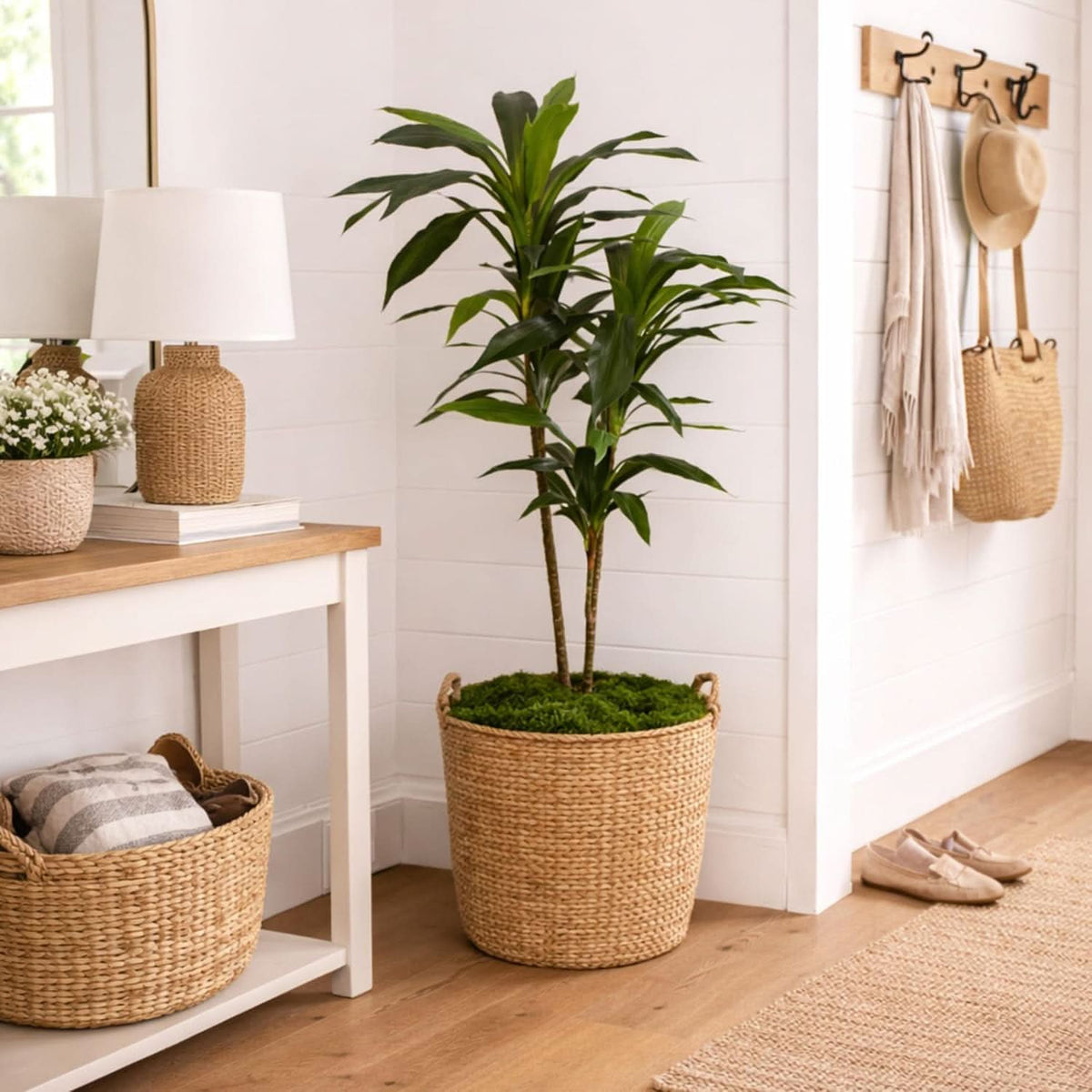 Golden Canopy Dracaena