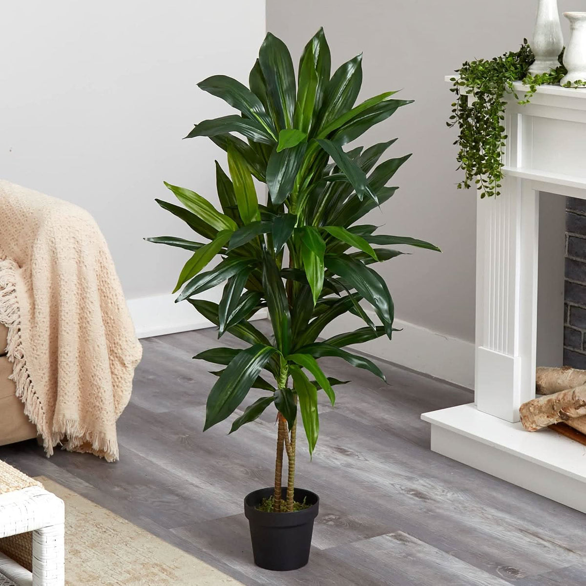 Golden Canopy Dracaena