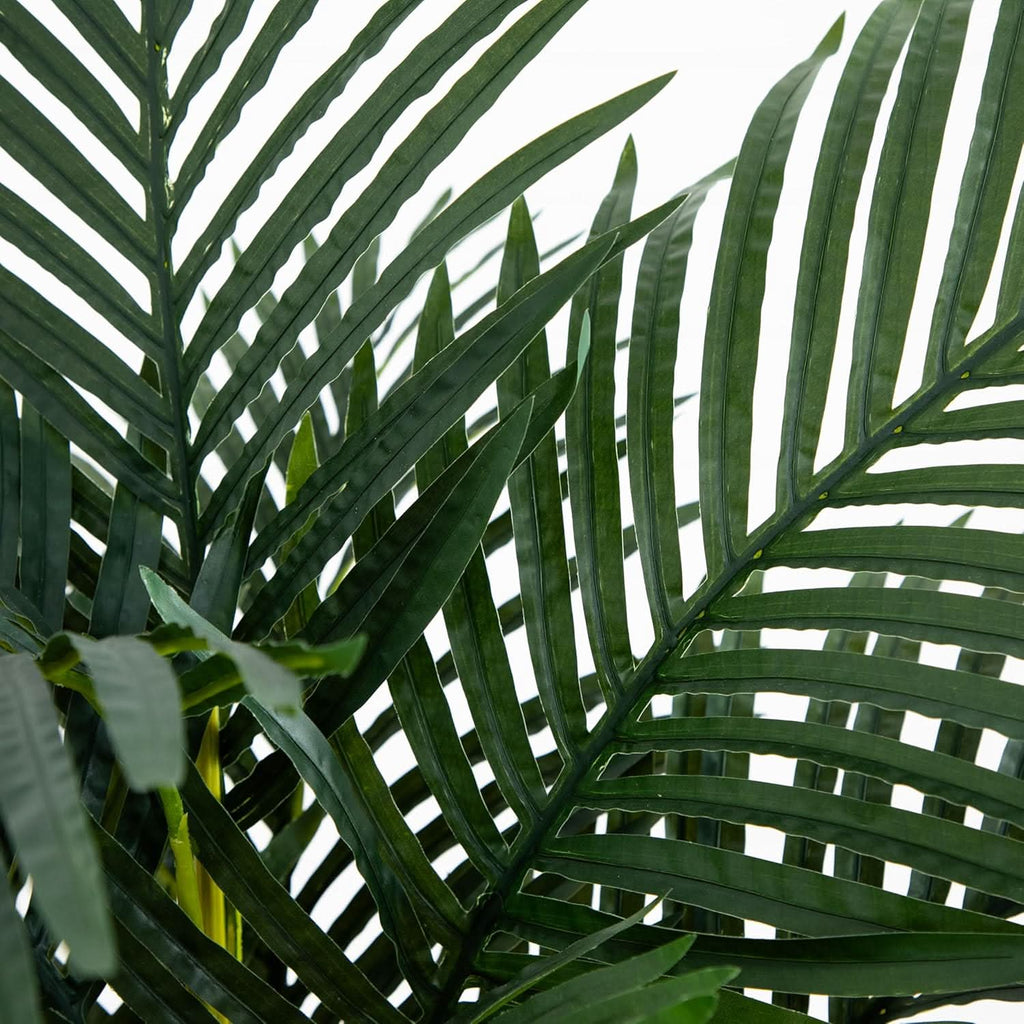 Palm Haven Cane Palm